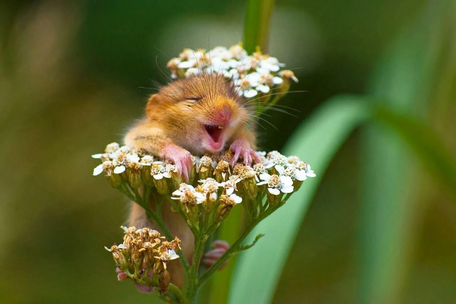 Картинки добрые позитивные смешные и прикольные Comedy Wildlife Awards 2017: 30 самых смешных фото из мира дикой природы: Идеи и