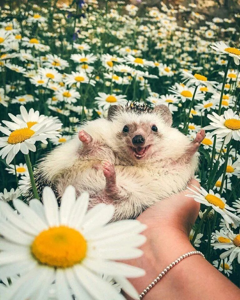 Картинки добрые позитивные смешные и прикольные Pin on Animals Cute baby animals, Cute little animals, Cute animals