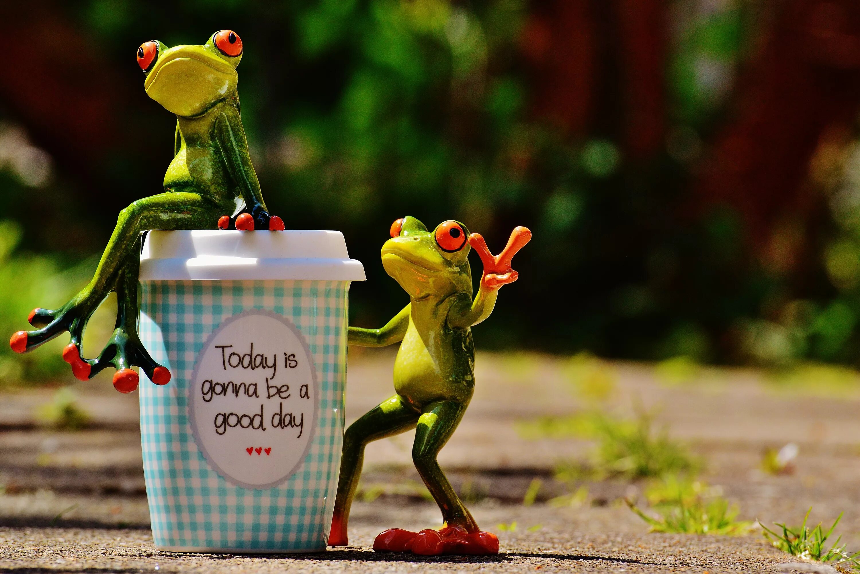 Картинки добрые позитивные смешные и прикольные Free Images : coffee, sweet, flower, cute, cup, green, frog, smile, laugh, start