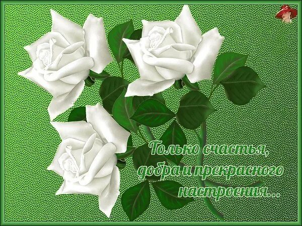 Картинки добрый день с пожеланиями благополучия С Днём рождения! - "Я и ты Водолей - вместе будет веселей.", пользователь Елена 