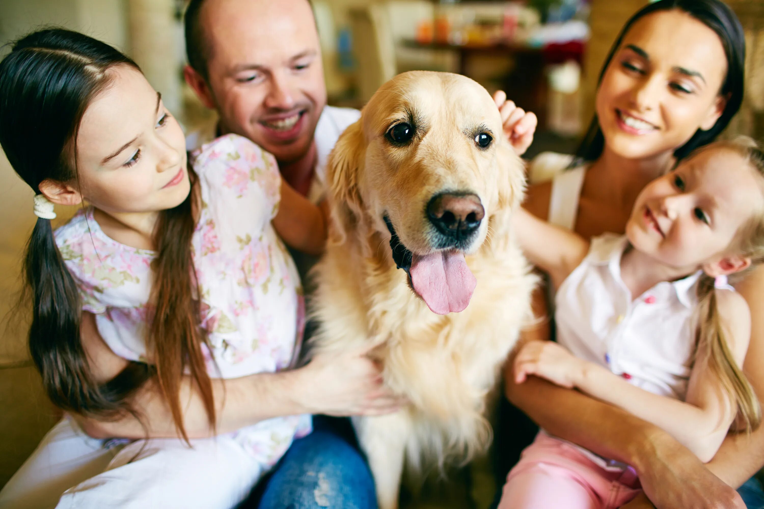 Картинки домашних животных семья Why many people keep pets