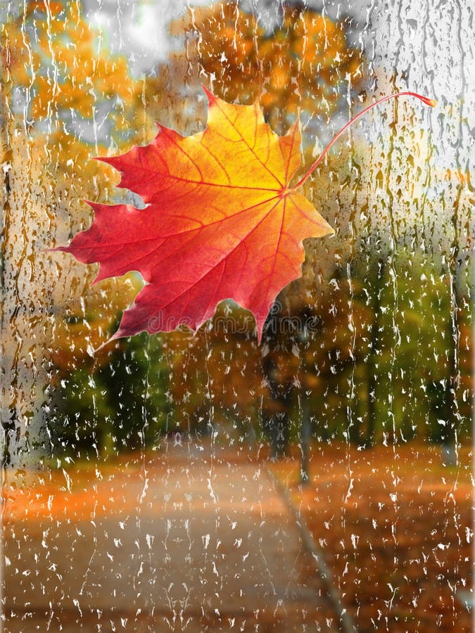 Картинки дождливая осень красивые с пожеланиями Autumn Rain with Fallen Leaves Stock Photo - Image of leave, leaf: 126288426