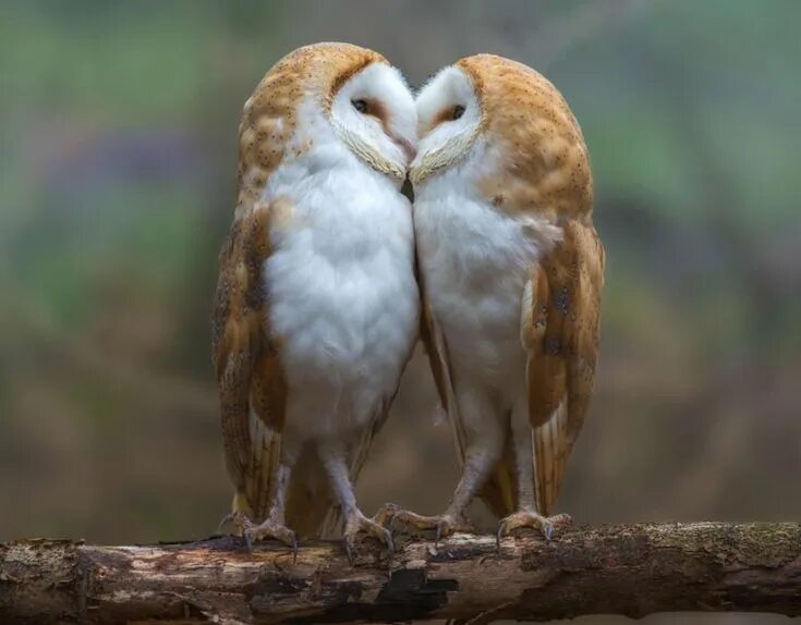 Картинки двух животных Barn owls are monogamous like many other bird species Animals, Animals beautiful