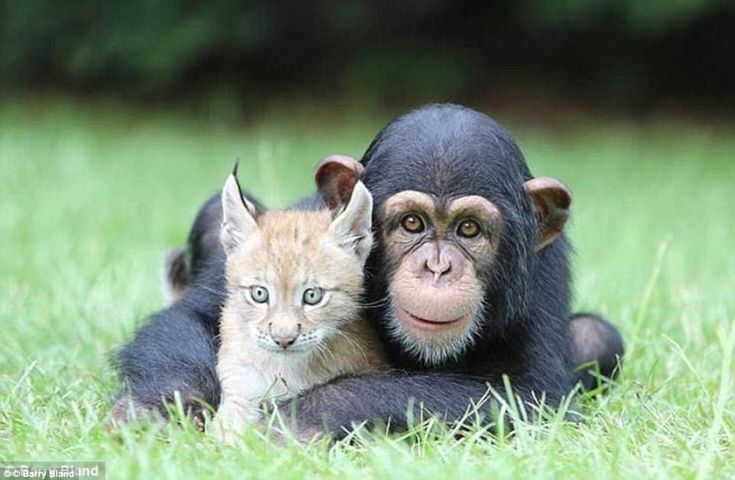 Картинки двух животных Heartwarming cases of unlikely animal friendships revealed Unusual animal friend