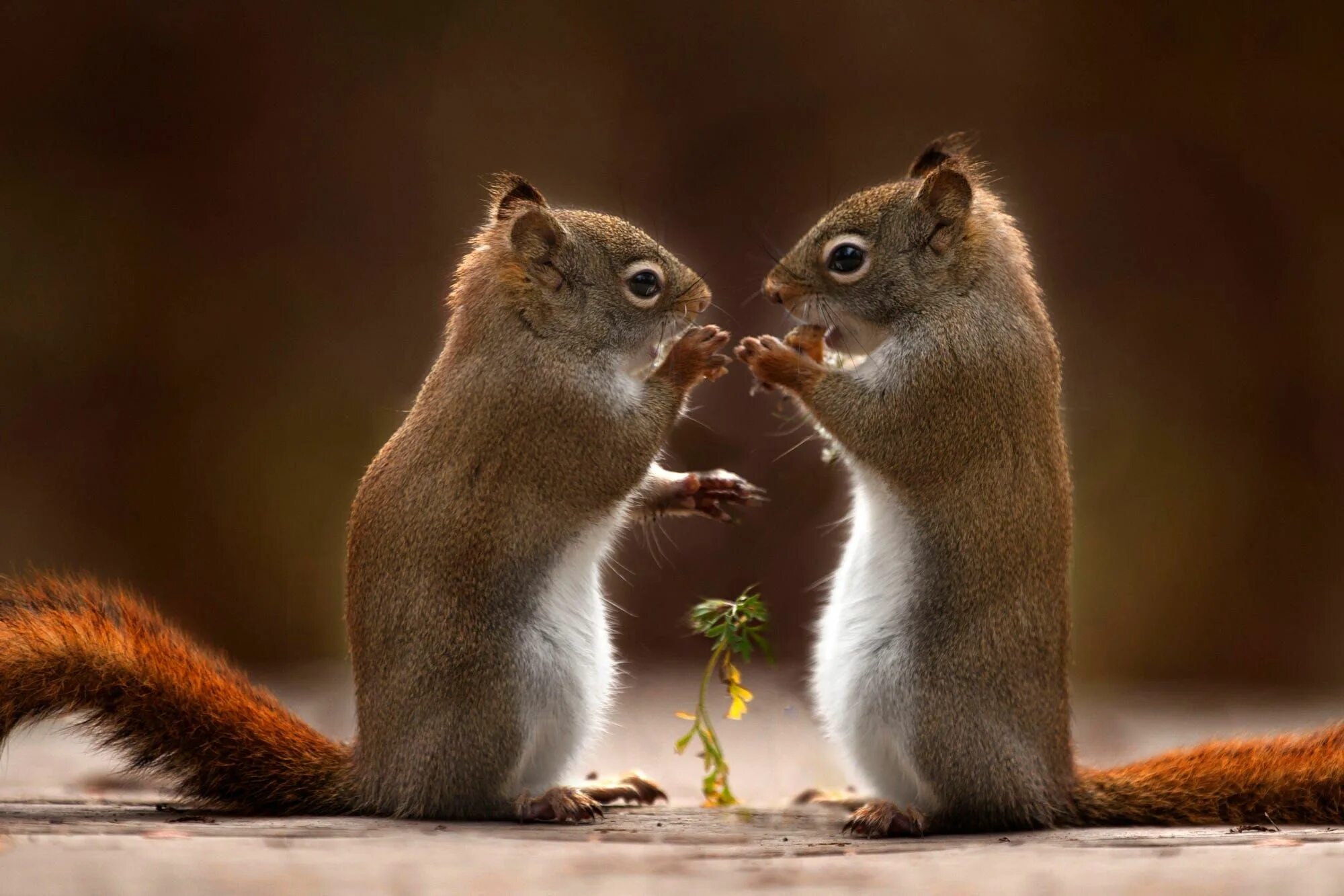 Картинки двух животных The acorn I got was this big! No this big! http://ift.tt/2lMBTYU Animals, Squirr