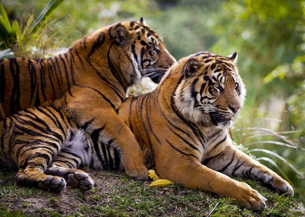 Картинки двух животных Tiger Cuddle San diego zoo safari park, Tiger, Amur tiger