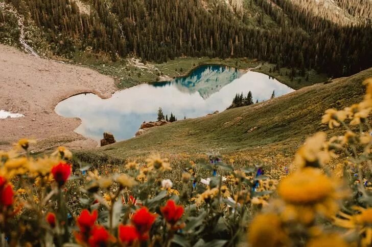 Картинки фото дня Wildflowers in Telluride 1950x1300 (OC) Wild flowers, Nature photography, Scener