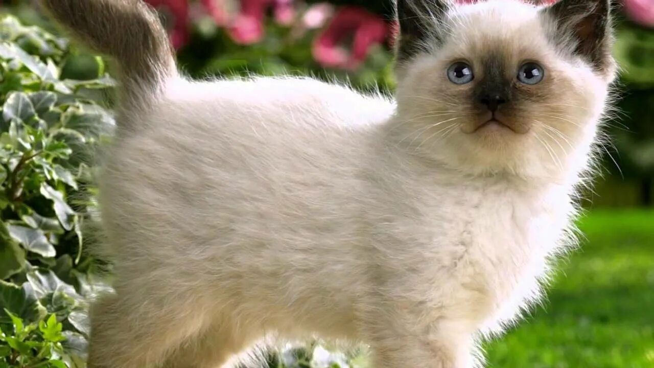 Картинки фото котиков Smart little kitten Шустрый маленький котёнок ( котята 2) - YouTube