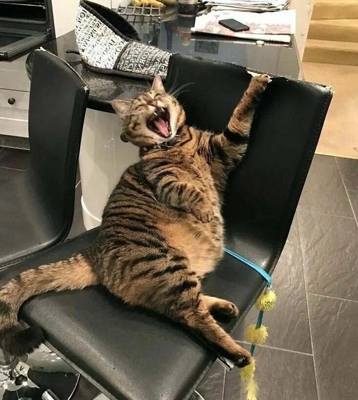 Картинки фото смешно кошка Toilet training your cat Cats, Cat yawning, Animals