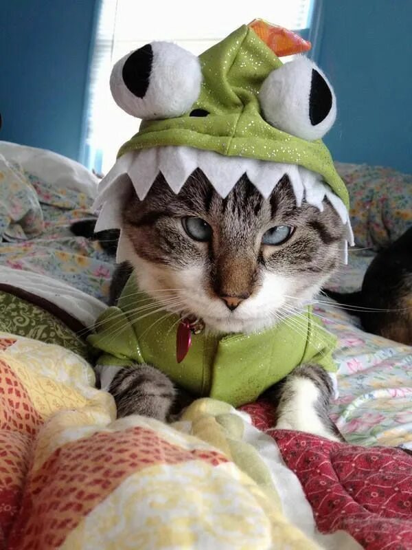 Картинки фото смешно кошка 10 Cross Eyed Cats That Look Simply Adorable... & A Little Funny :-) Cross eyed 