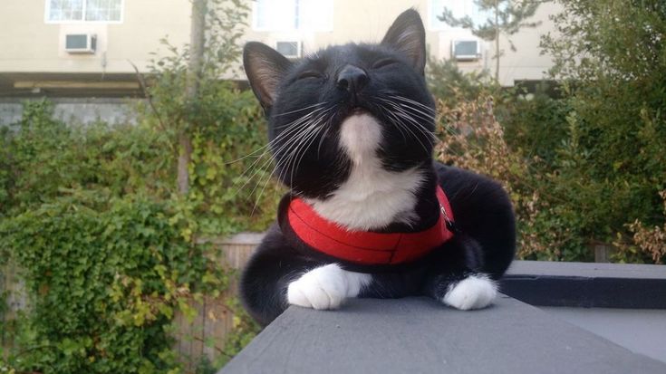 Картинки фото смешно кошка Смешные и забавные кошки Cute cats, Cat day, Cute animal pictures