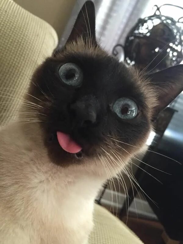 Картинки фото смешно кошка derp Cute cats, Crazy cats, Siamese cats