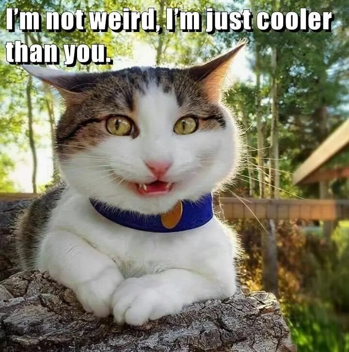 Картинки фото смешно кошка Top 25 Memes of The Week - Cheezburger Users Edition #96 Funny cat photos, Funny
