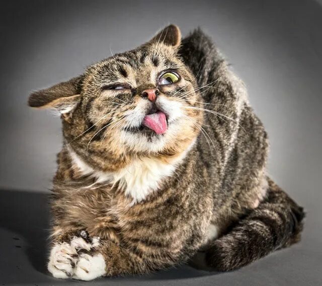Картинки фото смешно кошка Portraits of Cats Shaking Themselves Clean Ugly cat, Cat photo, Cute cats