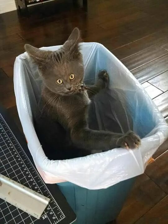 Картинки фото смешно кошка Pin by Desayunno on Memes Funny cat pictures, Funny cats, Cat pics