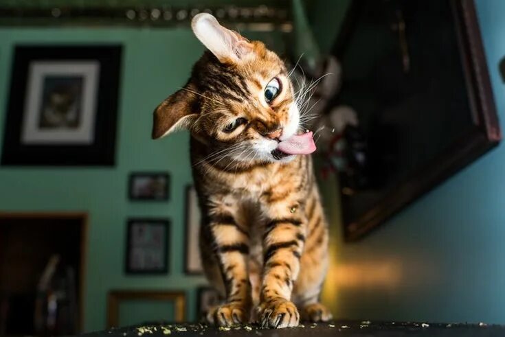 Картинки фото смешно кошка A Photographer Takes Pictures of Cats "High" on Catnip, and It'll Be Your New Fa