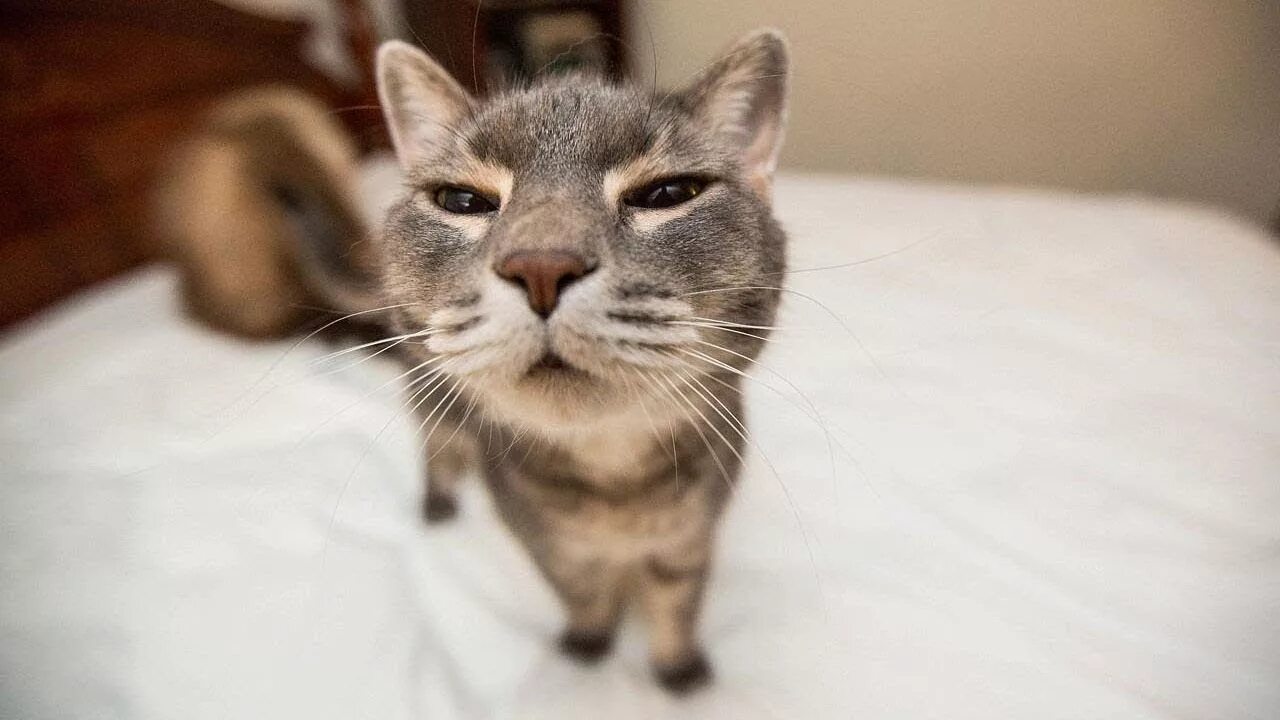 Картинки фото смешно кошка Смешные коты, кошки и другие животные (funny cats 2019) - ЗАПРЕЩЕНО ТОСКОВАТЬ, П
