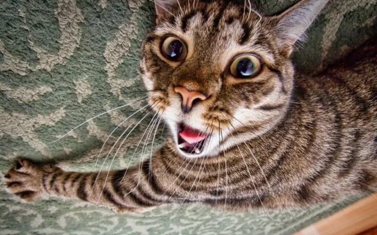 Картинки фото смешно кошка Le saviez-vous ? Au Japon, il existe une plante qui fait planer les chats. le ma