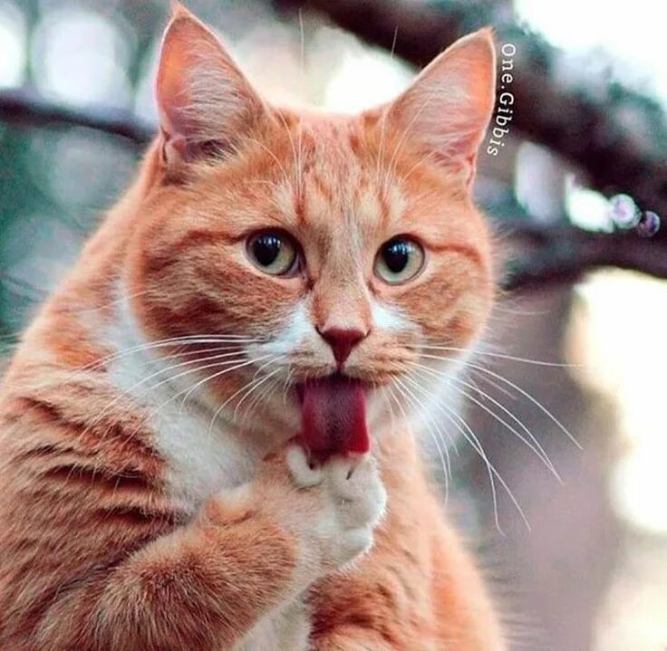 Картинки фото смешно кошка mmmm that looks yummy Cute cats, Pretty cats, Beautiful cats