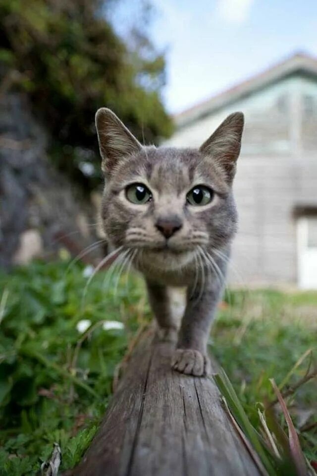 Картинки фото смешно кошка Pin by Kathy Forsythe on Cats Cats, Dog cat, Cute animal videos