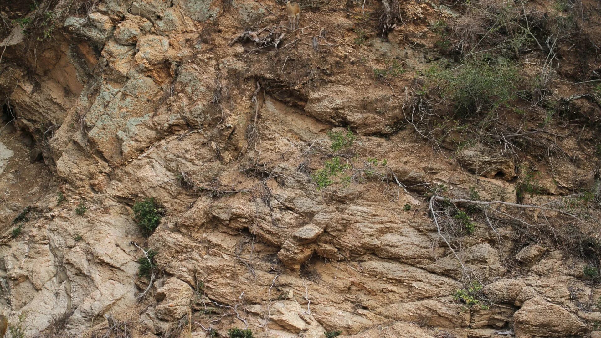 Картинки где нужно найти животных Can you spot the deer hidden in this rocky landscape? The Sun