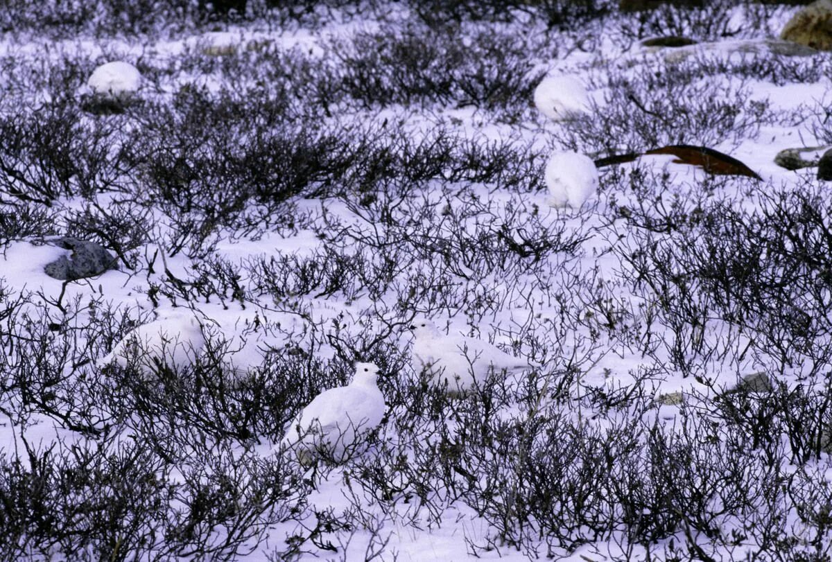 Картинки где нужно найти животных Camouflage Animals Cheetah pictures, Animals wild, Animals