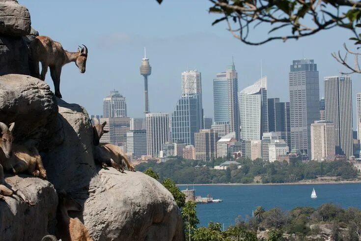 Картинки город животных Taronga Zoo - The Rhyme of Sim' Zoo, Places to see, New south wales