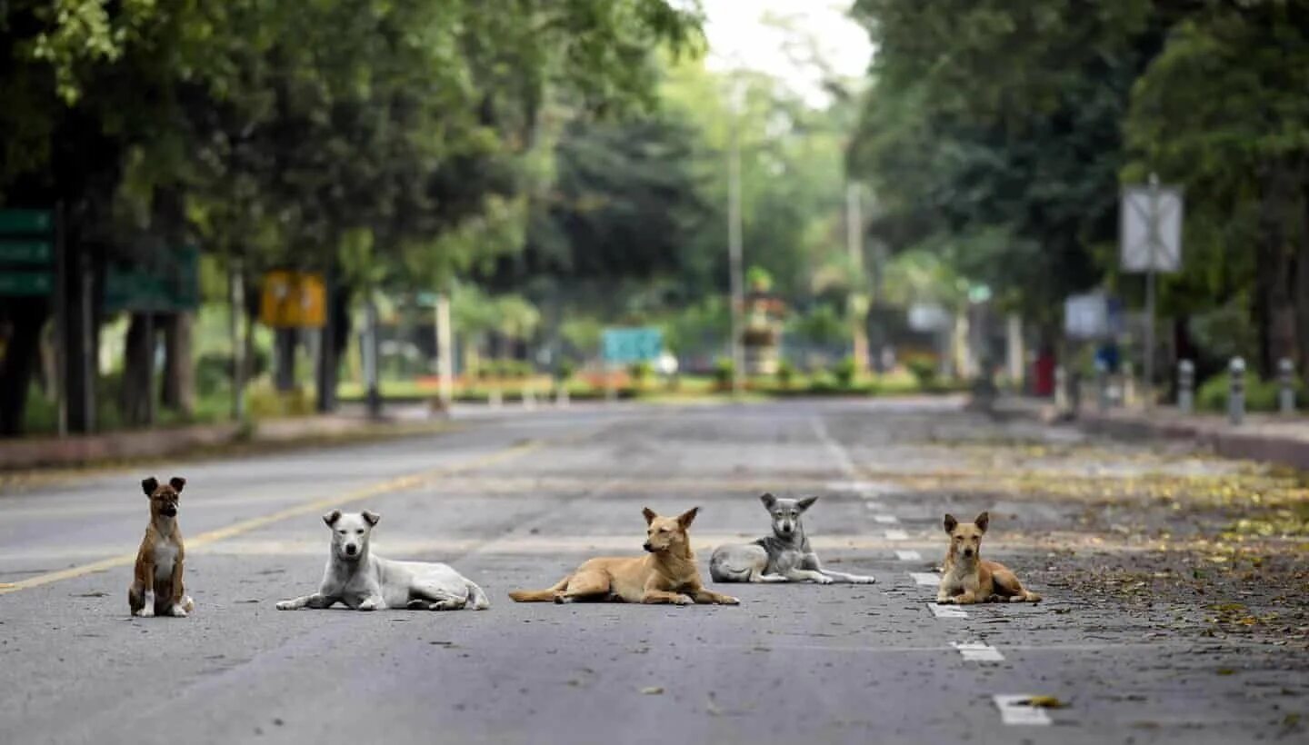 Картинки город животных The urban wild: animals take to the streets amid lockdown - in pictures Animals,