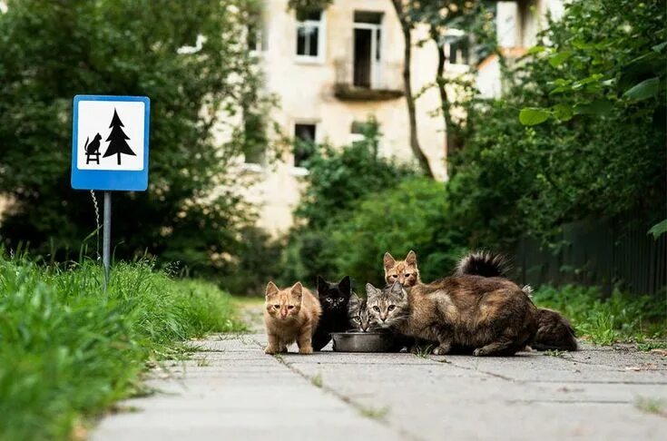 Картинки город животных Tiny Road Signs Remind City Residents Animals Live There Too Animals beautiful, 