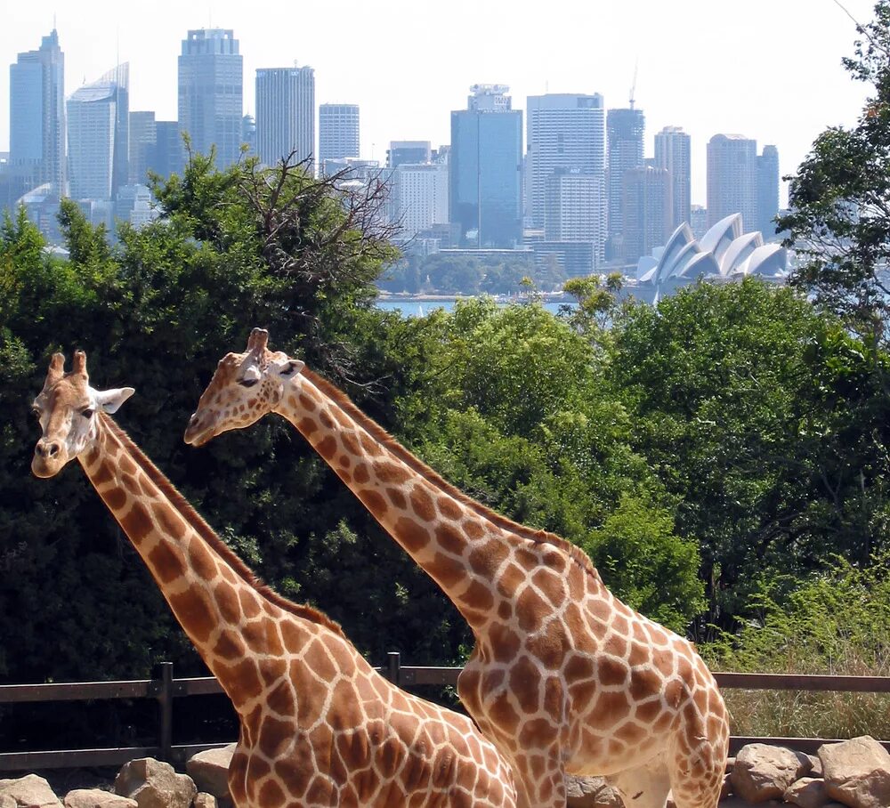 Картинки город животных Файл:Sydney taronga zoo.jpg - Википедия