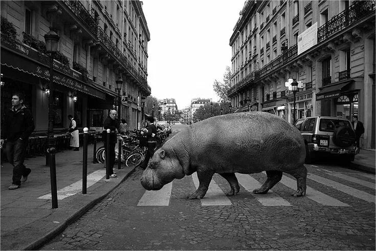 Картинки город животных ceslovas cesnakevicius releases a zoo of wild animals on european city streets A