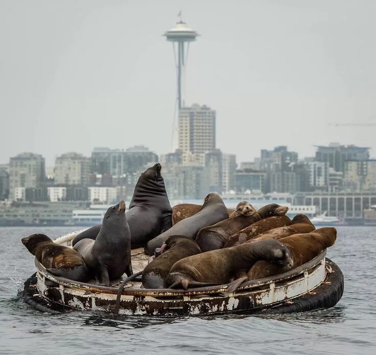 Картинки город животных Sea lion cluster on a barge outside Seattle. :) Seattle photography, Seattle was