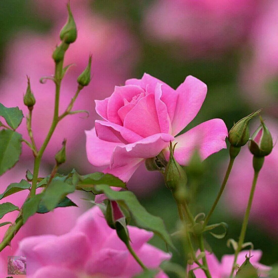 Картинки хорошего дня 2024г Pin by Lisa Davidson on Pink Stuff Beautiful roses, Pretty flowers, Pink flowers