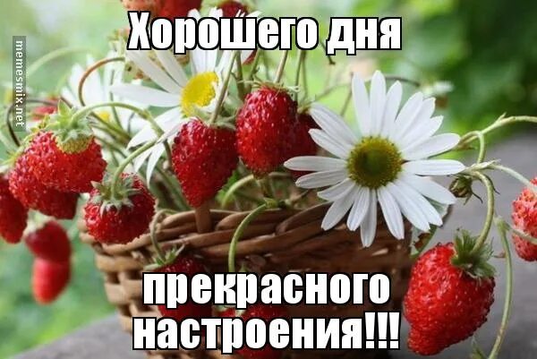 Картинки хорошего дня 2024г Дорогие участники !!! Администрация желает вам доброго утра, хорошего дня и прек