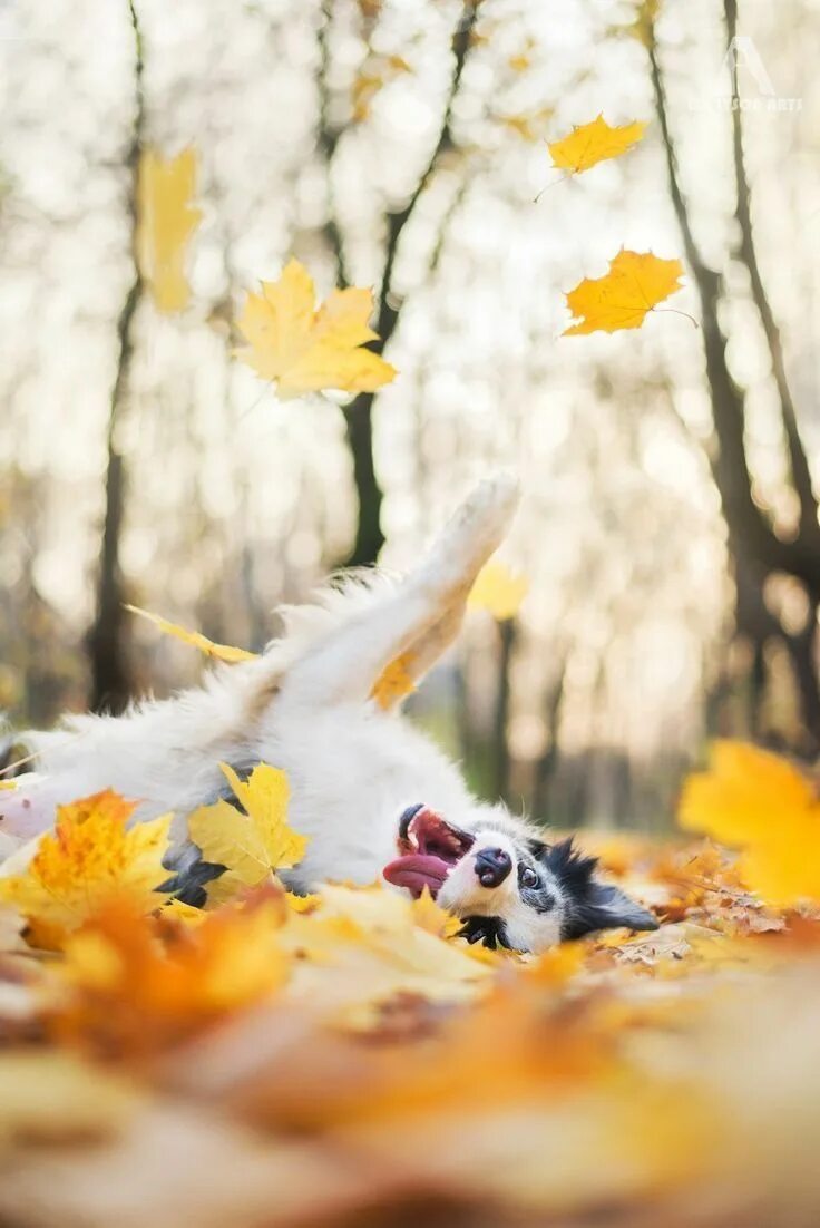 Картинки хорошего дня осенние позитив Dog playing with Yellow leafs Autumn animals, Fall dog, Animal photography