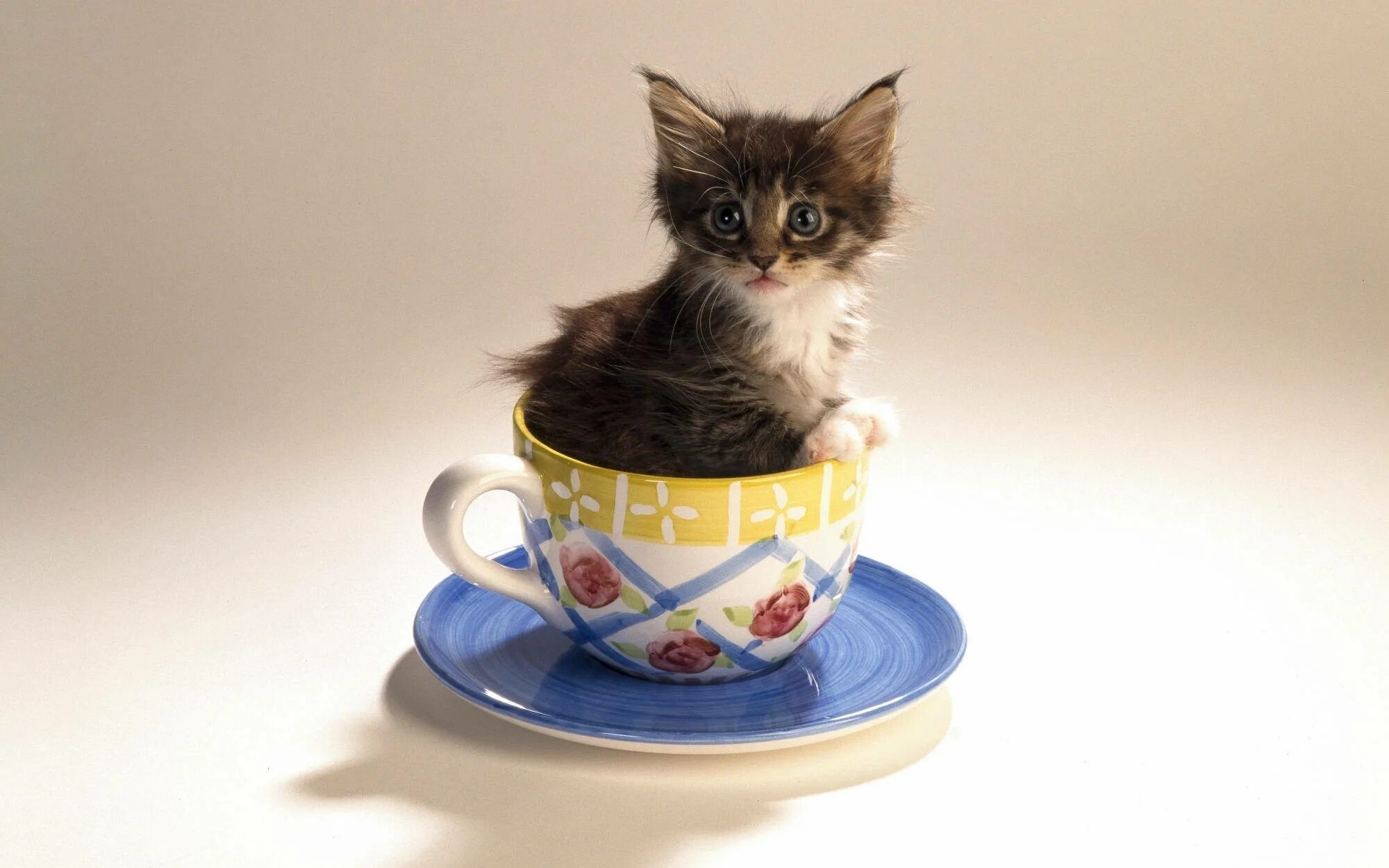 Картинки хорошего дня с котиками прикольные Download Cute Kitty In Teacup Wallpaper Wallpapers.com