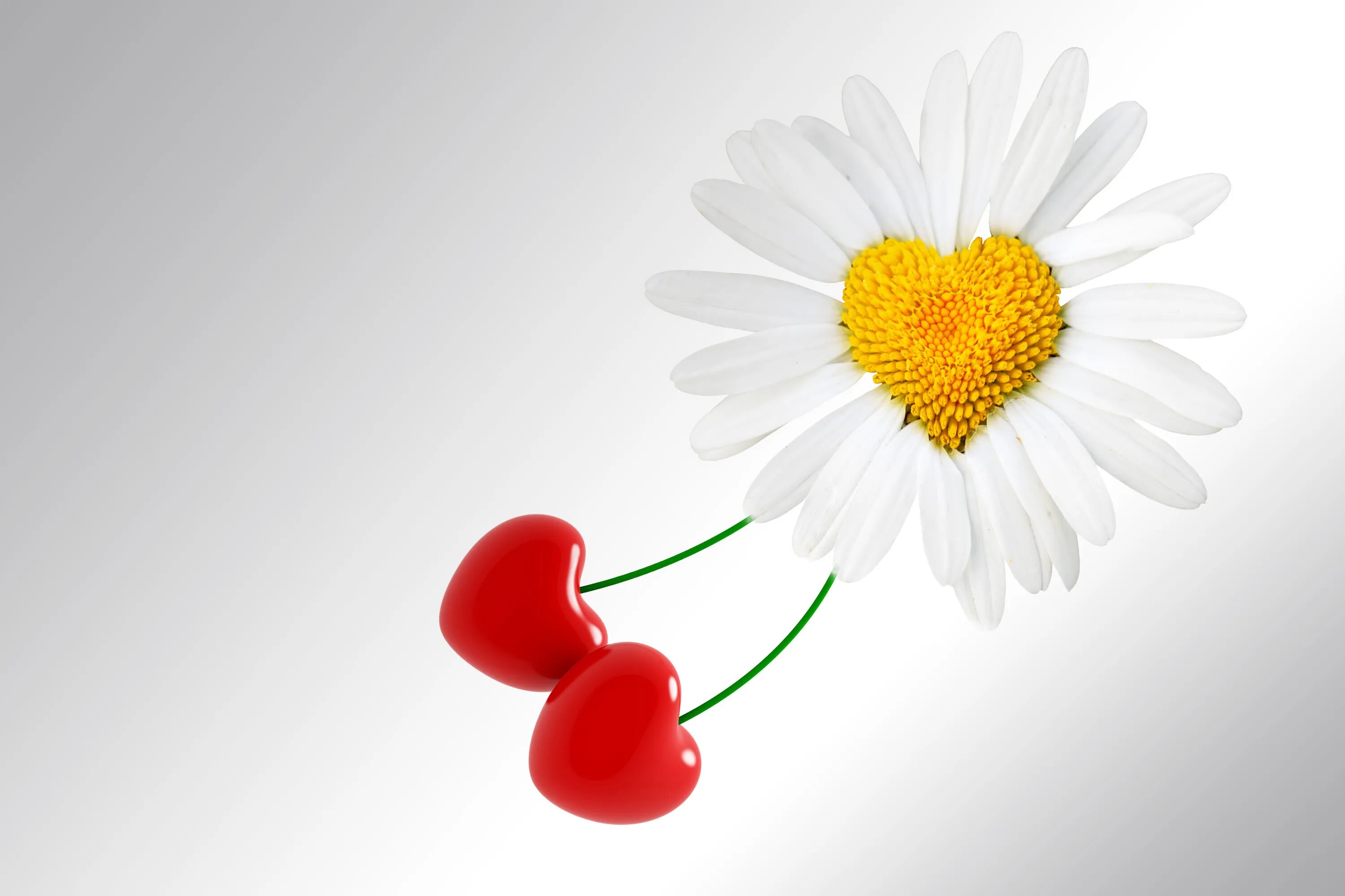 Картинки хорошего дня женщине мужчине Обои valentines day, love, цветок, heart, фон, ромашка, день святого валентина, 