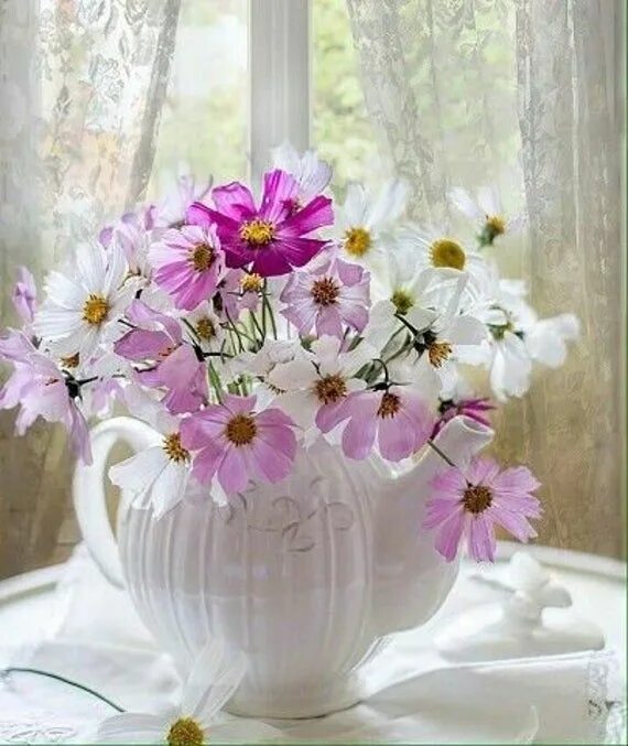 Картинки изысканные с добрыми пожеланиями Garden Cosmos Mix Seeds Cosmos Bipinnatus Annual Flower Etsy in 2021 Annual flow