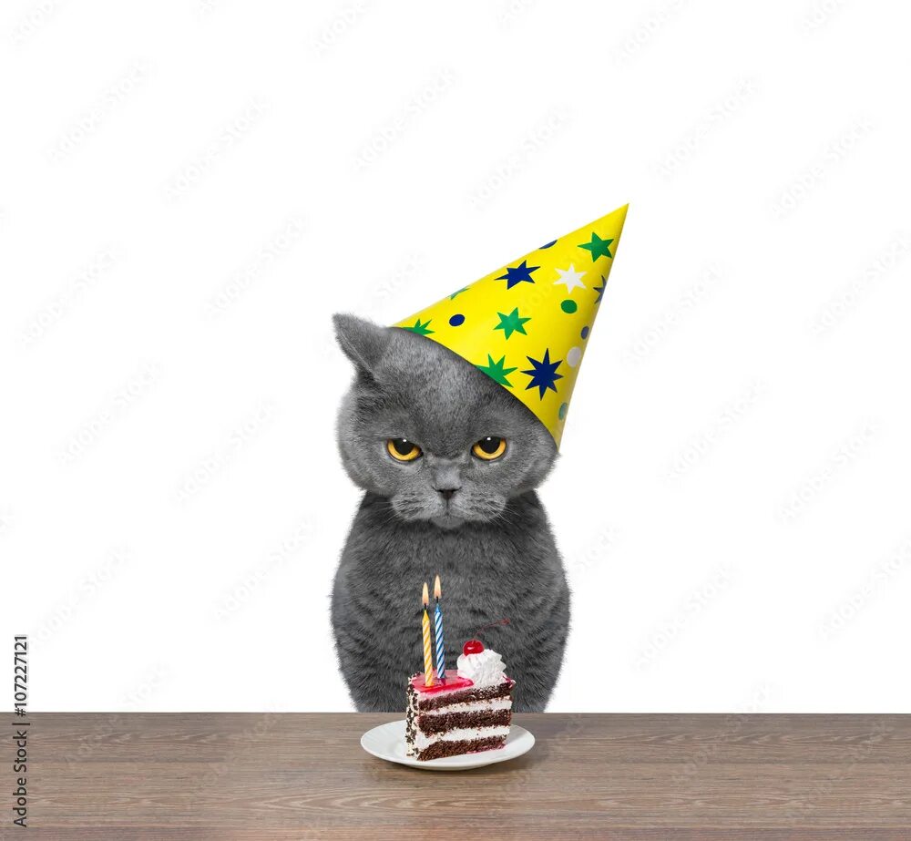 Картинки котиков с днем рождения British cat celebrating birthday with piece of cake Фотографія Stock Adobe Stock