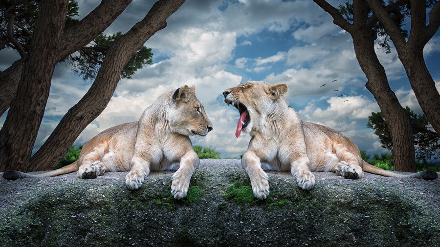 Картинки красивые на заставку животные Health check II by John Wilhelm on 500px Say Ahhh Animals, Pets cats, Wildlife p