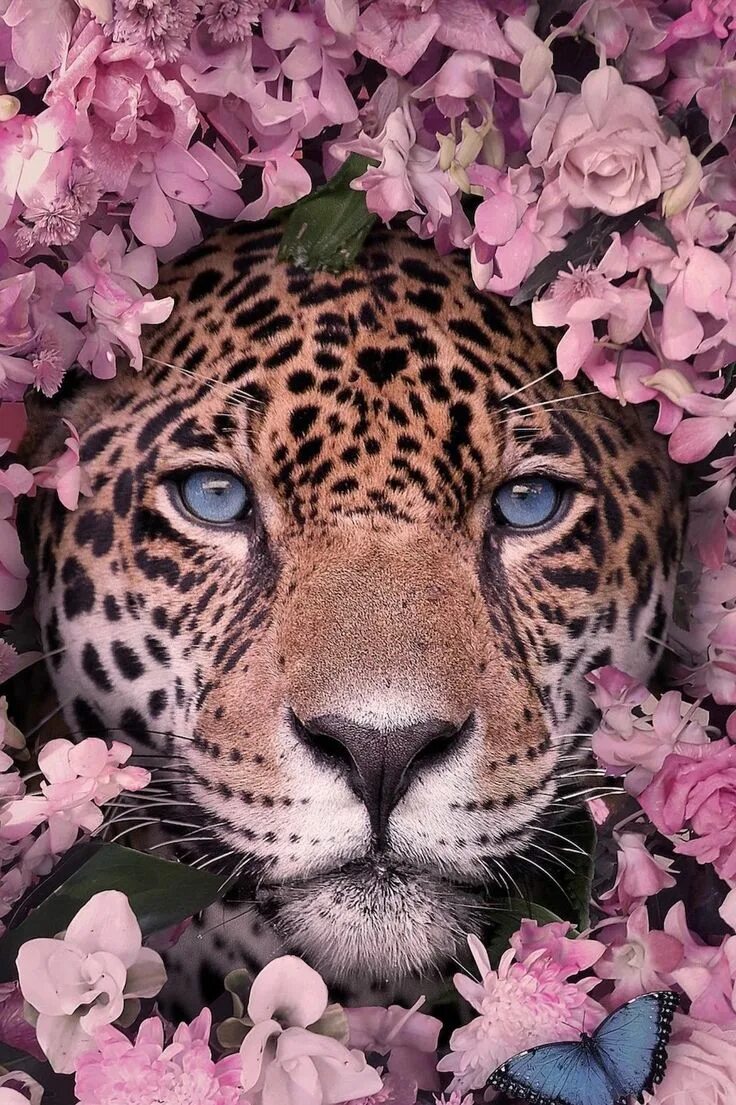 Картинки красивые на заставку животные Обои для iPhone животные Hewan, Gambar, Gambar lucu