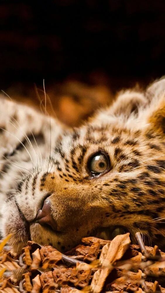 Картинки красивые на заставку животные BEAUTIFUL " Natur tiere, Tier fotos, Babytiere