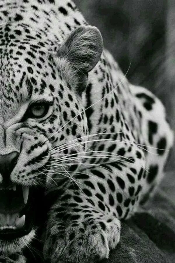 Картинки красивые на заставку животные The Art Of Black And White Photography - Greenorc Animals black and white, Jagua