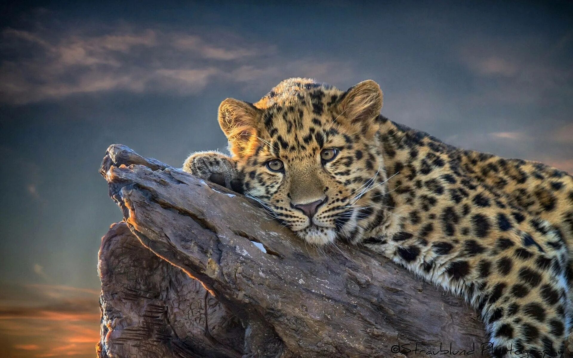 Картинки красивые на заставку животные Ladda ner Bedårandevilande Leopard Wallpaper Wallpapers.com