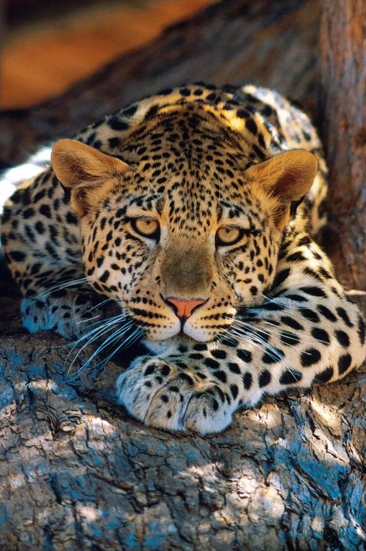 Картинки красивые на заставку животные Leopard...... - Pixdaus Animals wild, Beautiful cats, Cute animals