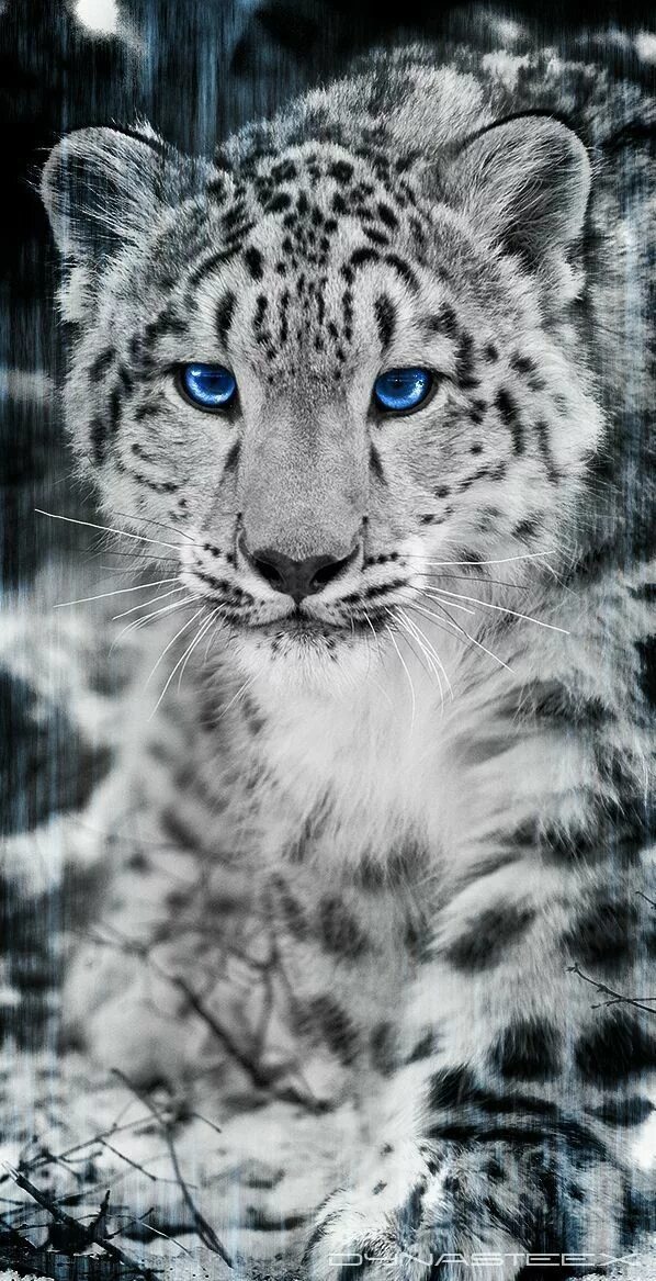 Картинки красивые на заставку животные So very beautiful Majestic animals, Leopard artwork, Animals wild