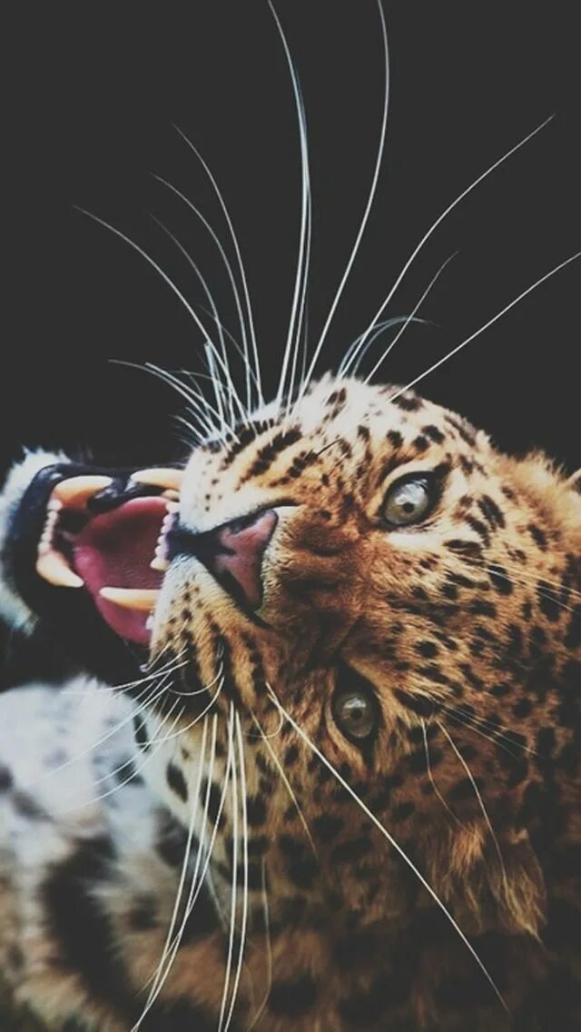 Картинки красивые на заставку животные Rawr ★ Celebrate World Animal Day / Download more cute Android and iPhone Wallpa