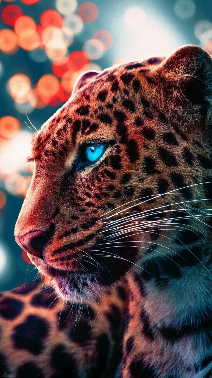 Картинки красивые на заставку животные Pin by Wallpaper on animals Wild animal wallpaper, Cheetah wallpaper, Jaguar ani