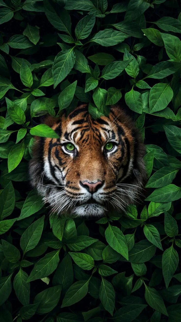 Картинки красивые на заставку животные Pin by Vika Gritsenko on drawing inspiration in 2022 Wild animal wallpaper, Anim