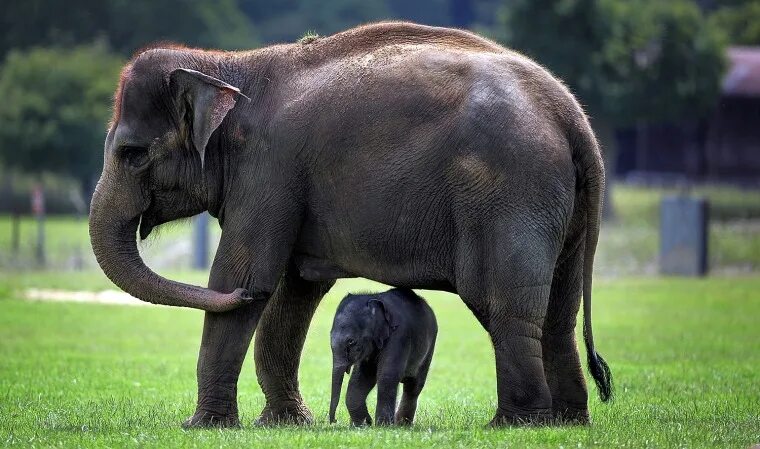 Картинки крупных животных Celebrate National Elephant Appreciation Day with these pictures